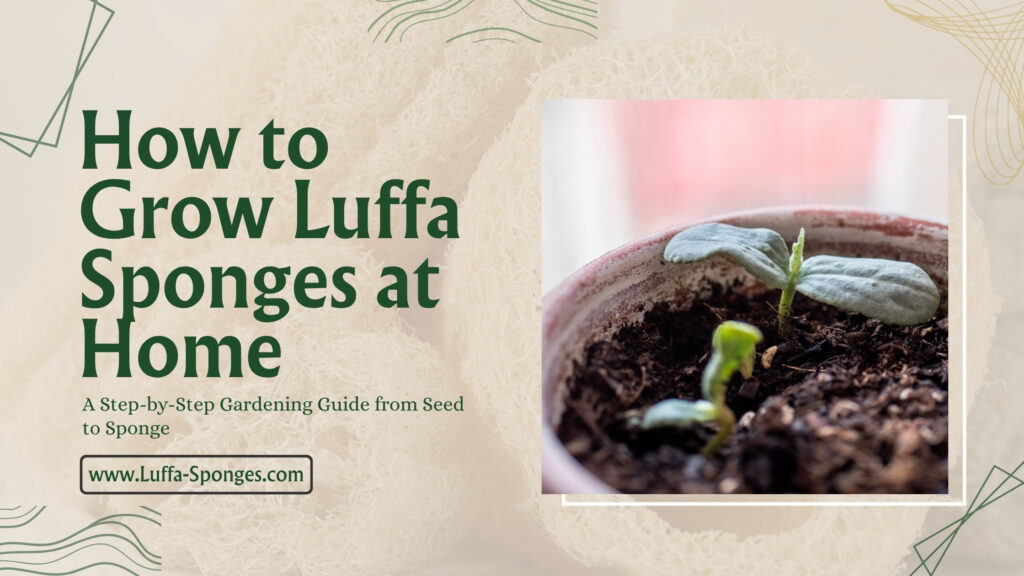 How to Grow Luffa Sponges at Home 2026 Guide Luffa-Sponges