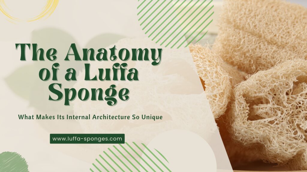 _Anatomy of a Luffa Sponge Internal Structure 2026 luffa-sponges