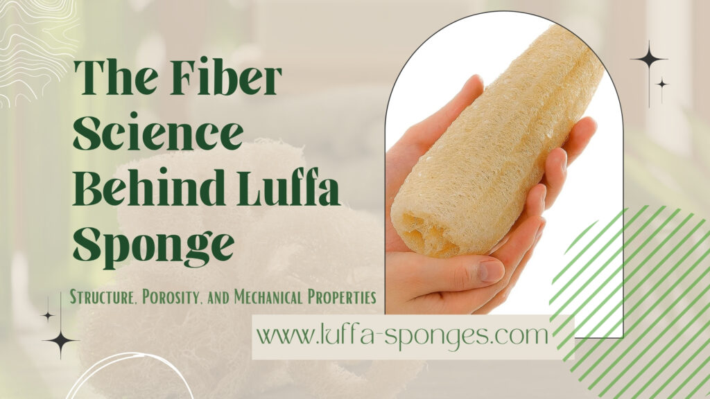 Luffa Sponge Fiber Structure Science Complete Guide 2026 luffa-sponges