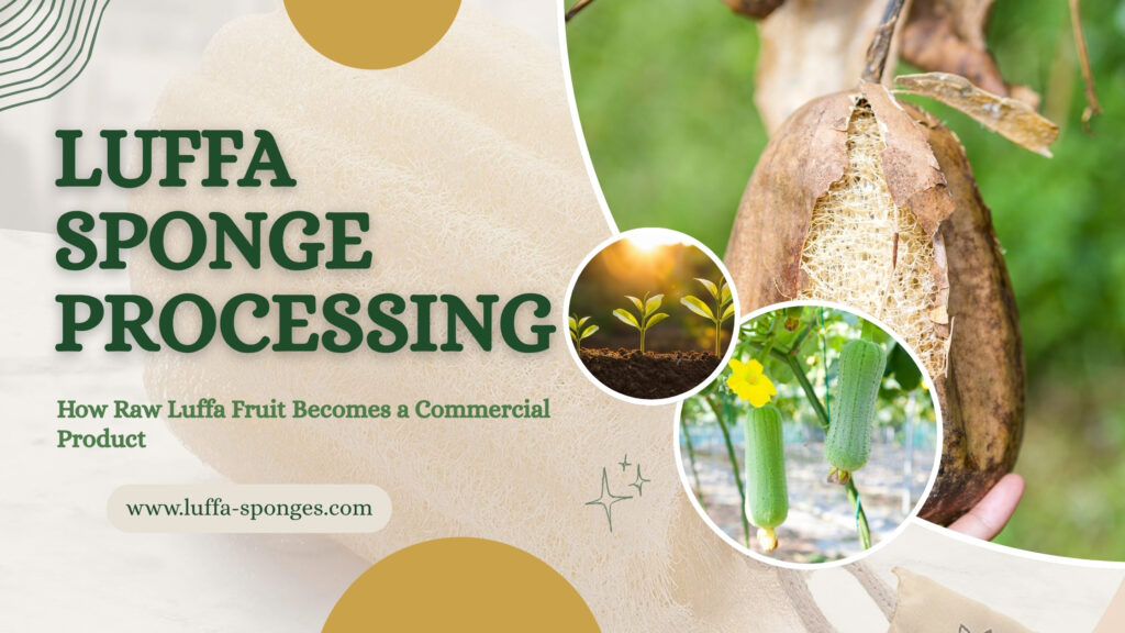 Luffa Sponge Processing Steps Complete Guide 2026 luffa-sponges